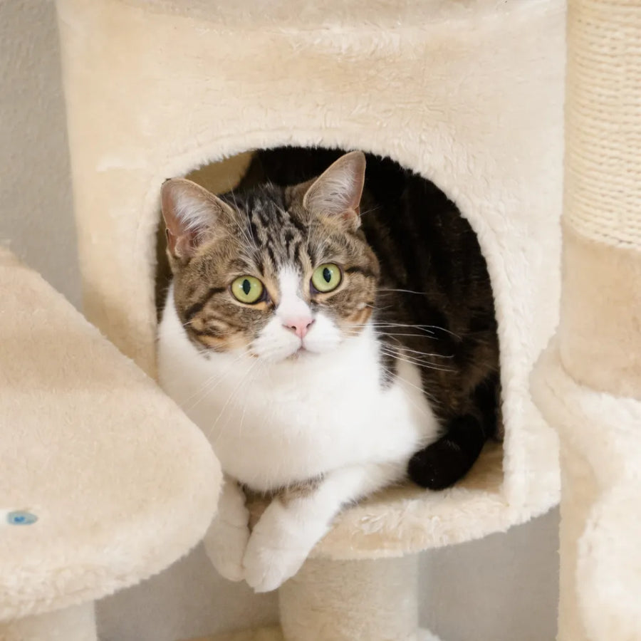 Arbre a chat avec hamac - Griffoir sisal hamac et condo inclus