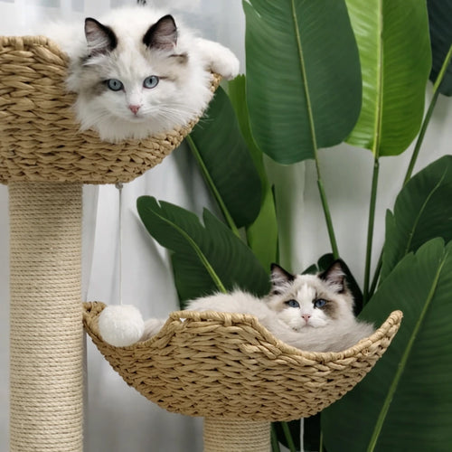 Arbre a chat en osier - Griffoir Sisal et Coussins Peluche