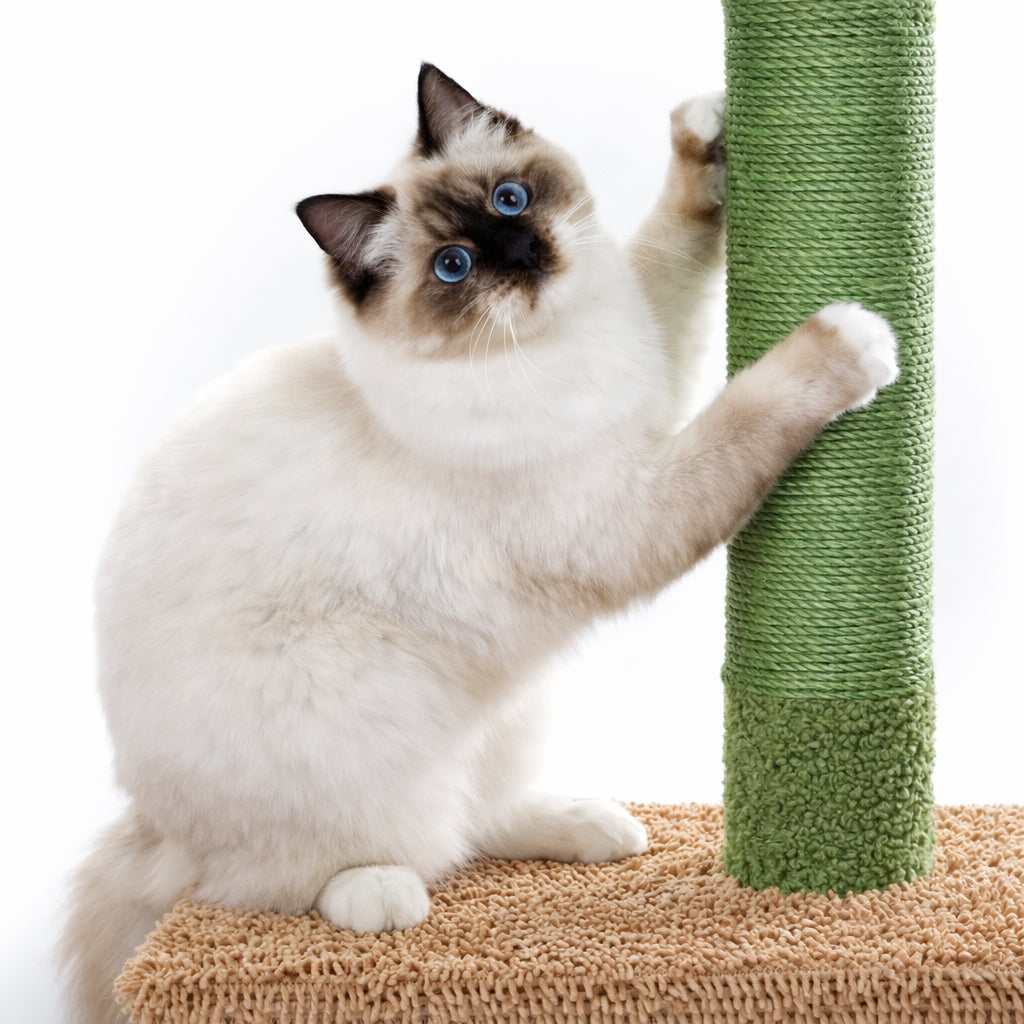 Arbre à Chat Sol Plafond 5 Niveaux - Sisal et Hamac Inclus