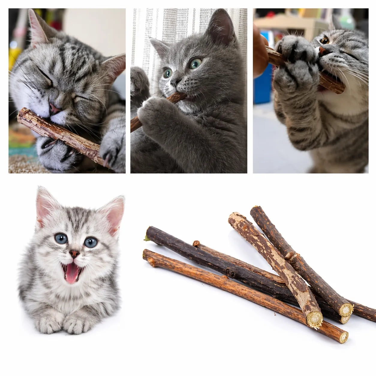 Bâtonnet pour chat naturel Matatabi - Soin dentaire 20 pièces