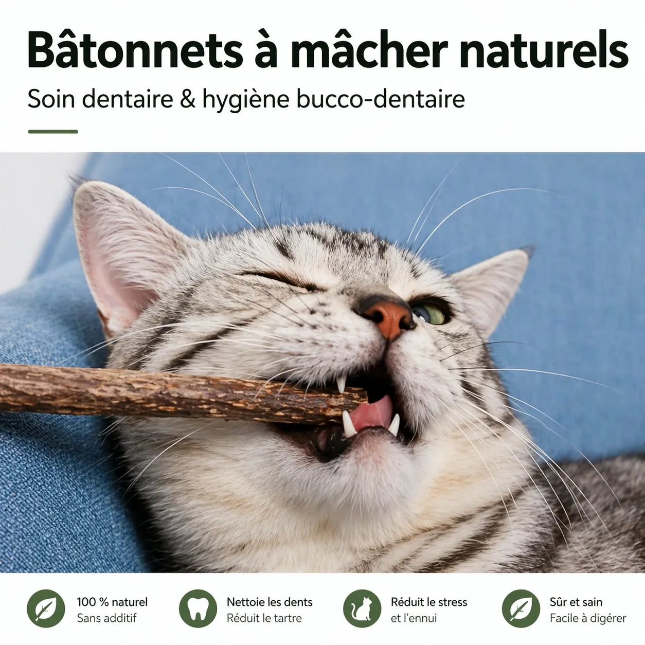 Bâtonnet pour chat naturel Matatabi - Soin dentaire 20 pièces