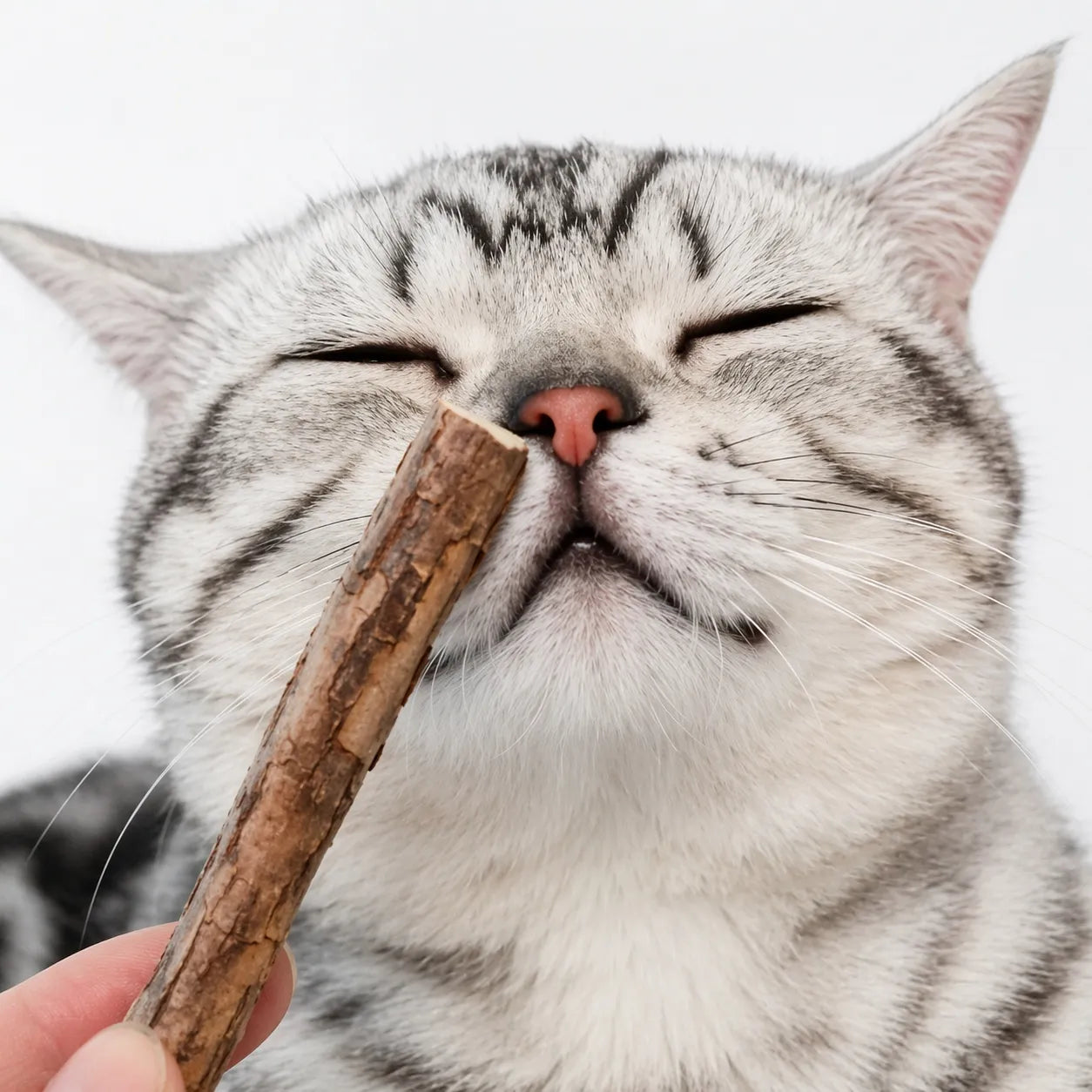 Bâtonnet pour chat naturel Matatabi - Soin dentaire 20 pièces