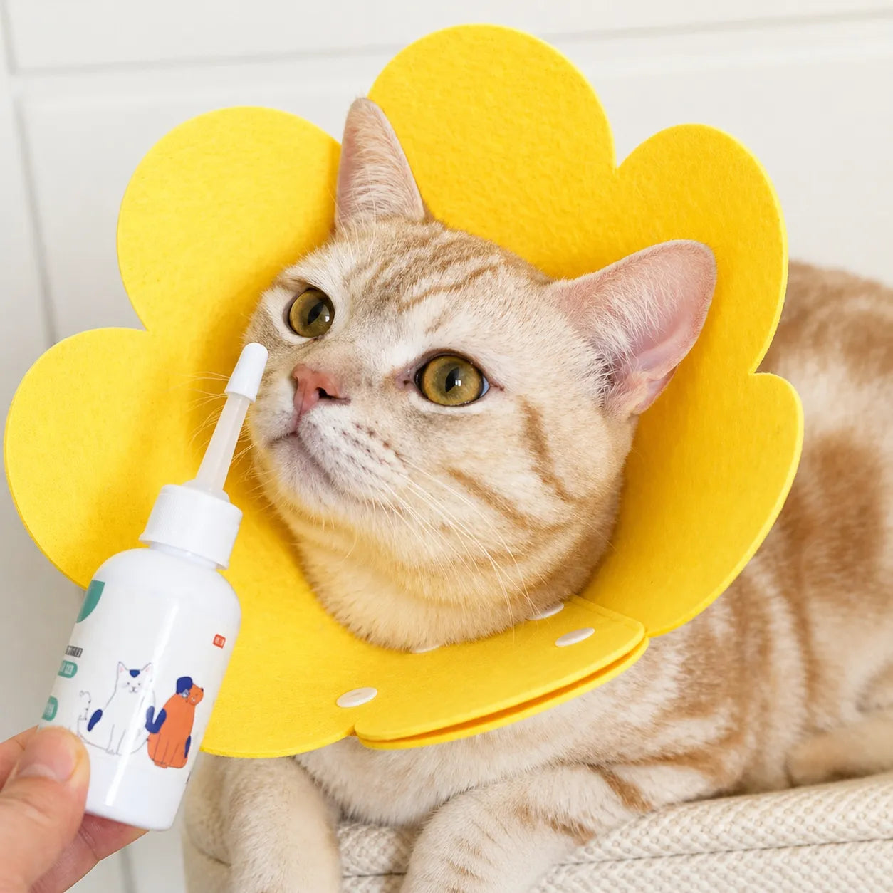 Collerette chat florale en feutre - Cône doux ajustable