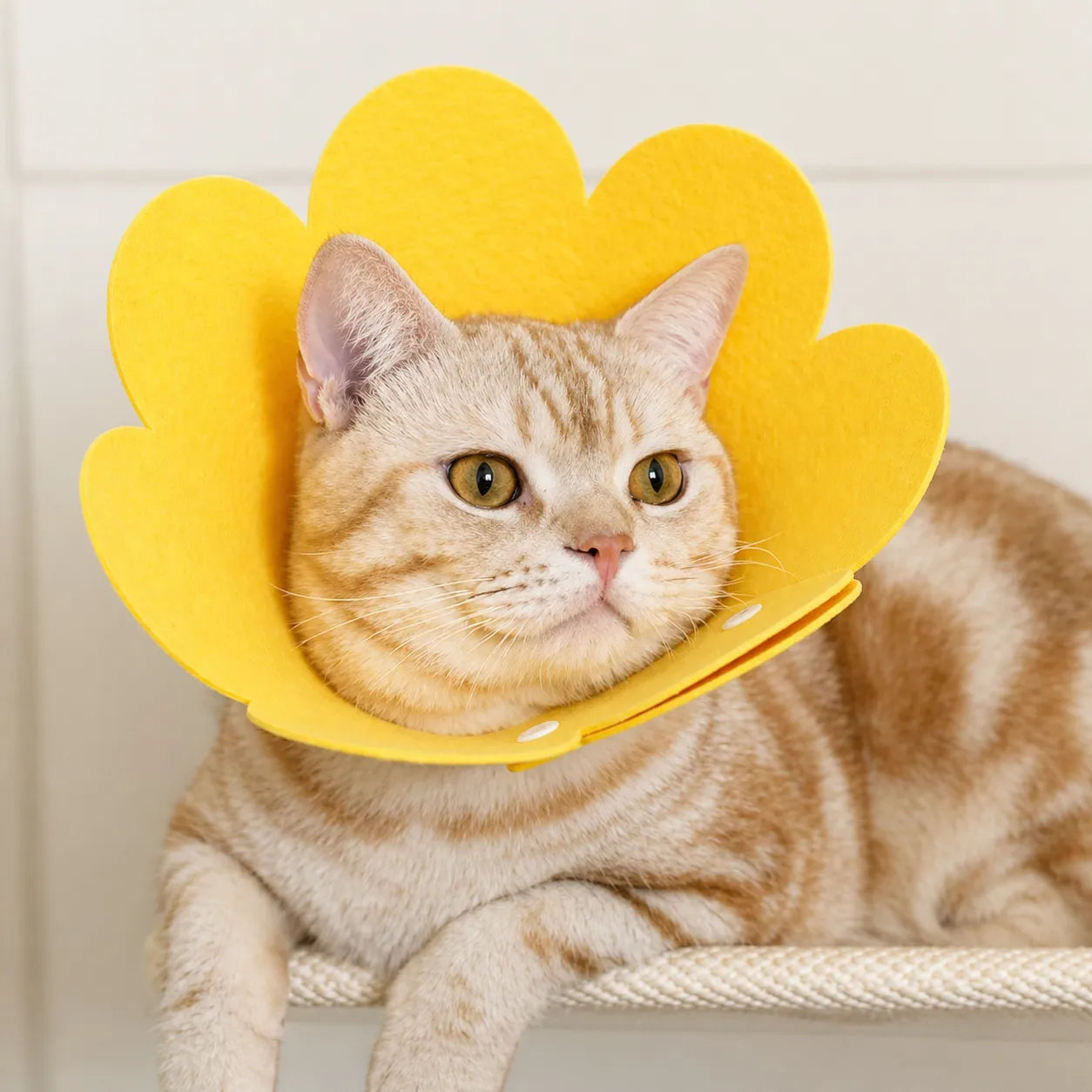 Collerette chat florale en feutre - Cône doux ajustable