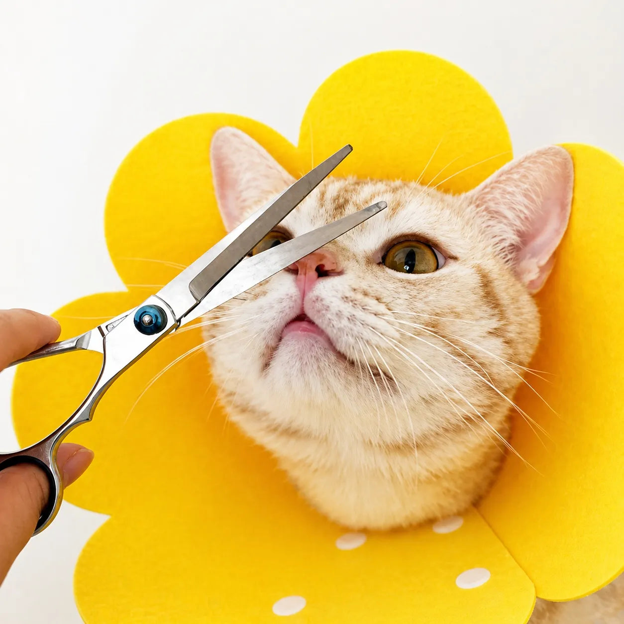 Collerette chat florale en feutre - Cône doux ajustable