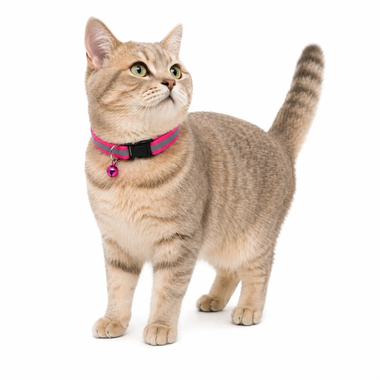Collier chat réfléchissant à clochette - Lot de 2 coloris