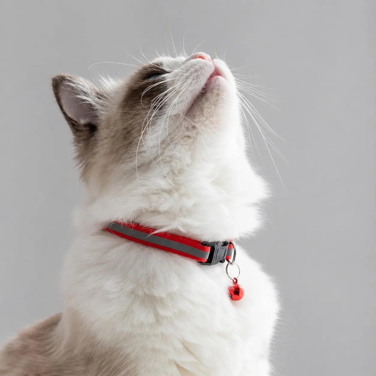Collier chat réfléchissant à clochette - Lot de 2 coloris