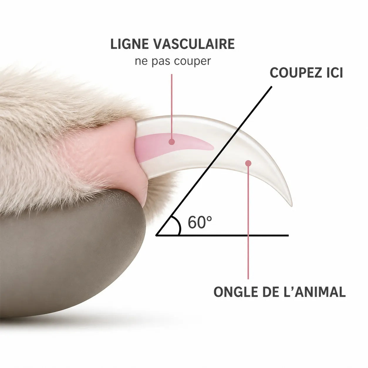 Coupe-griffes pour chats LED - Précis et sans risque