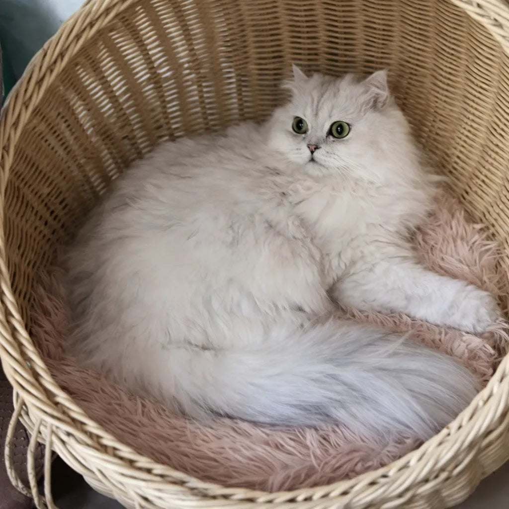 Coussin rond chat en peluche - Nid douillet pour félin