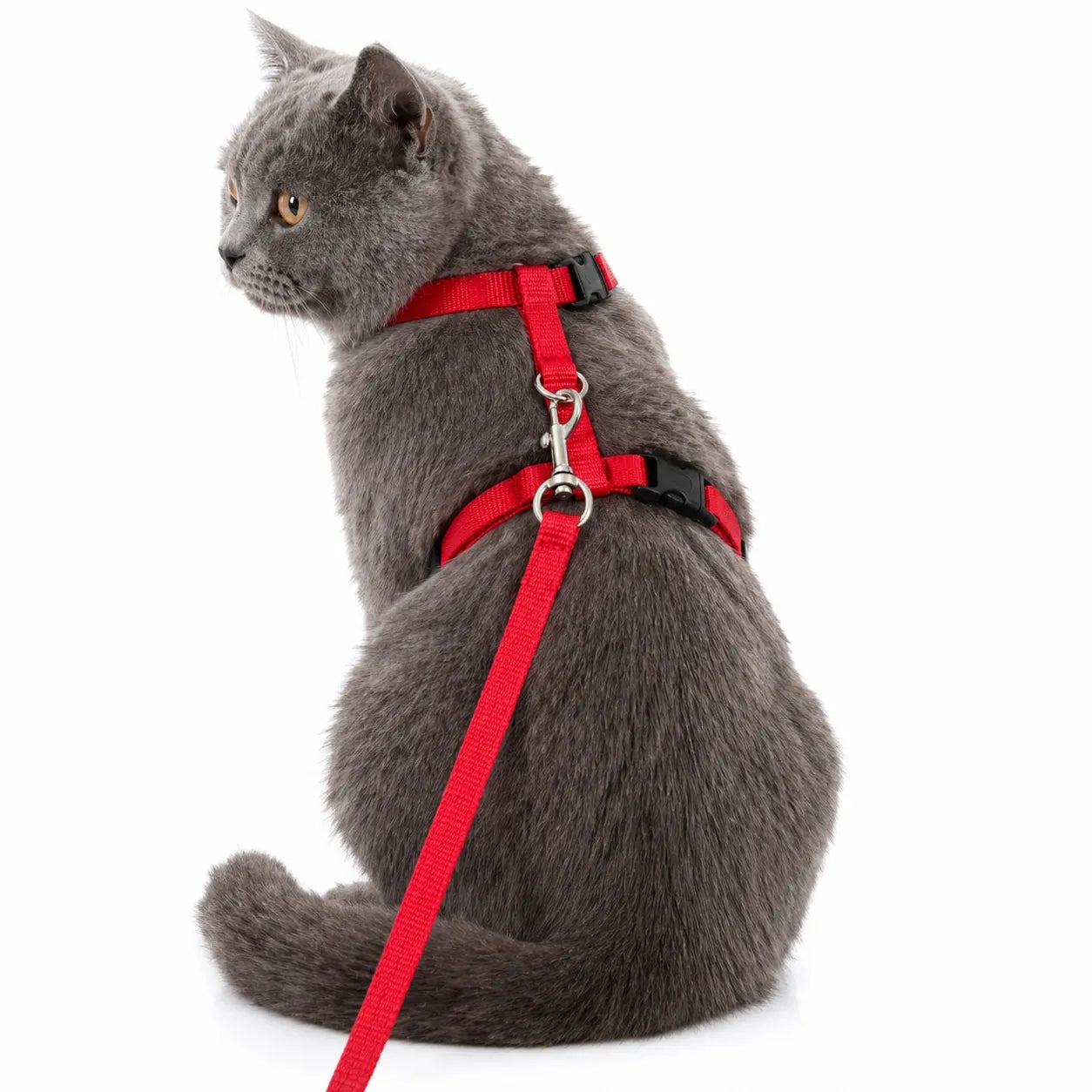 Harnais chat nylon réglable - Ensemble laisse confortable
