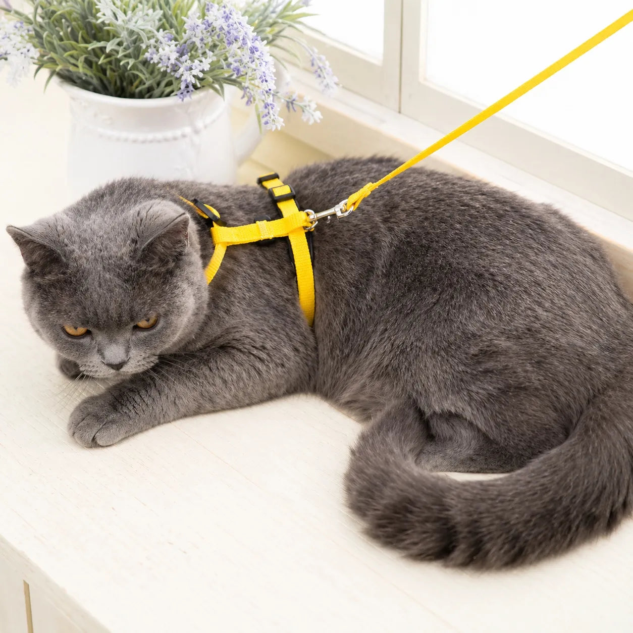 Harnais chat nylon réglable - Ensemble laisse confortable