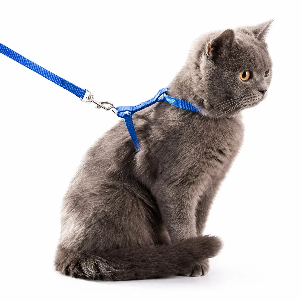 Harnais chat nylon réglable - Ensemble laisse confortable