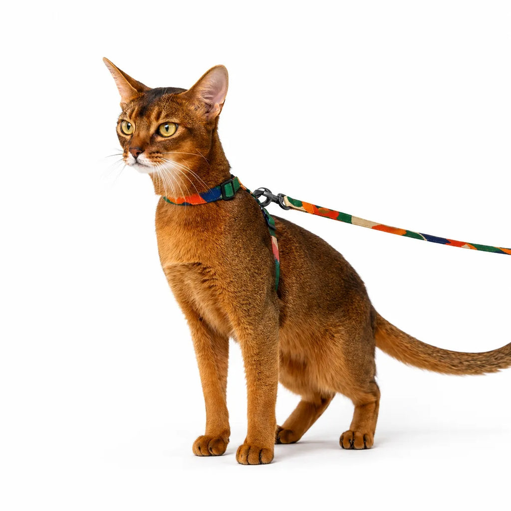 Harnais chat réglable anti-évasion - Laisse incluse 122 cm