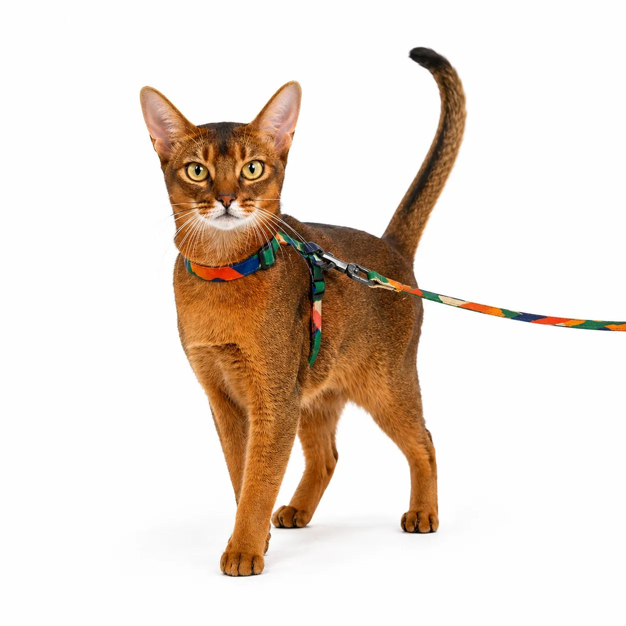 Harnais chat réglable anti-évasion - Laisse incluse 122 cm