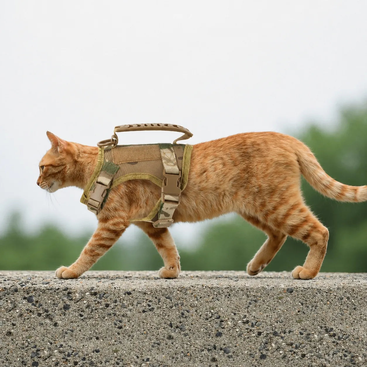 Harnais chat tactique réglable - Gilet sécurisé pour félin