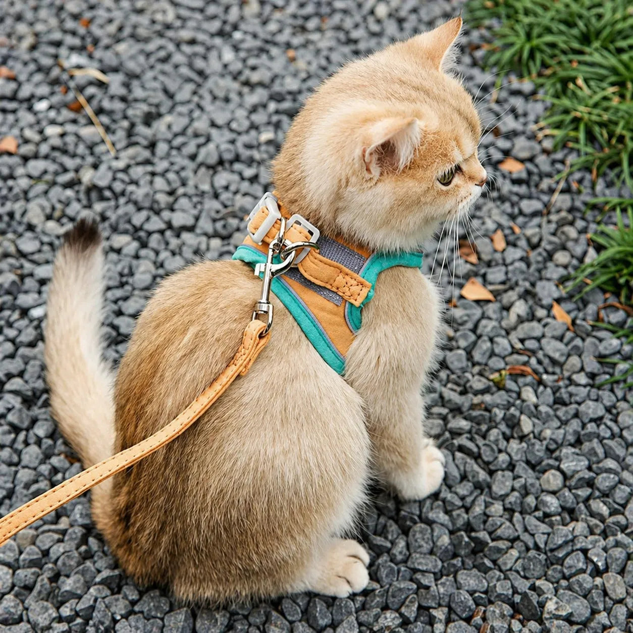 Harnais et laisse pour chat - Gilet suédé confort et sécurité
