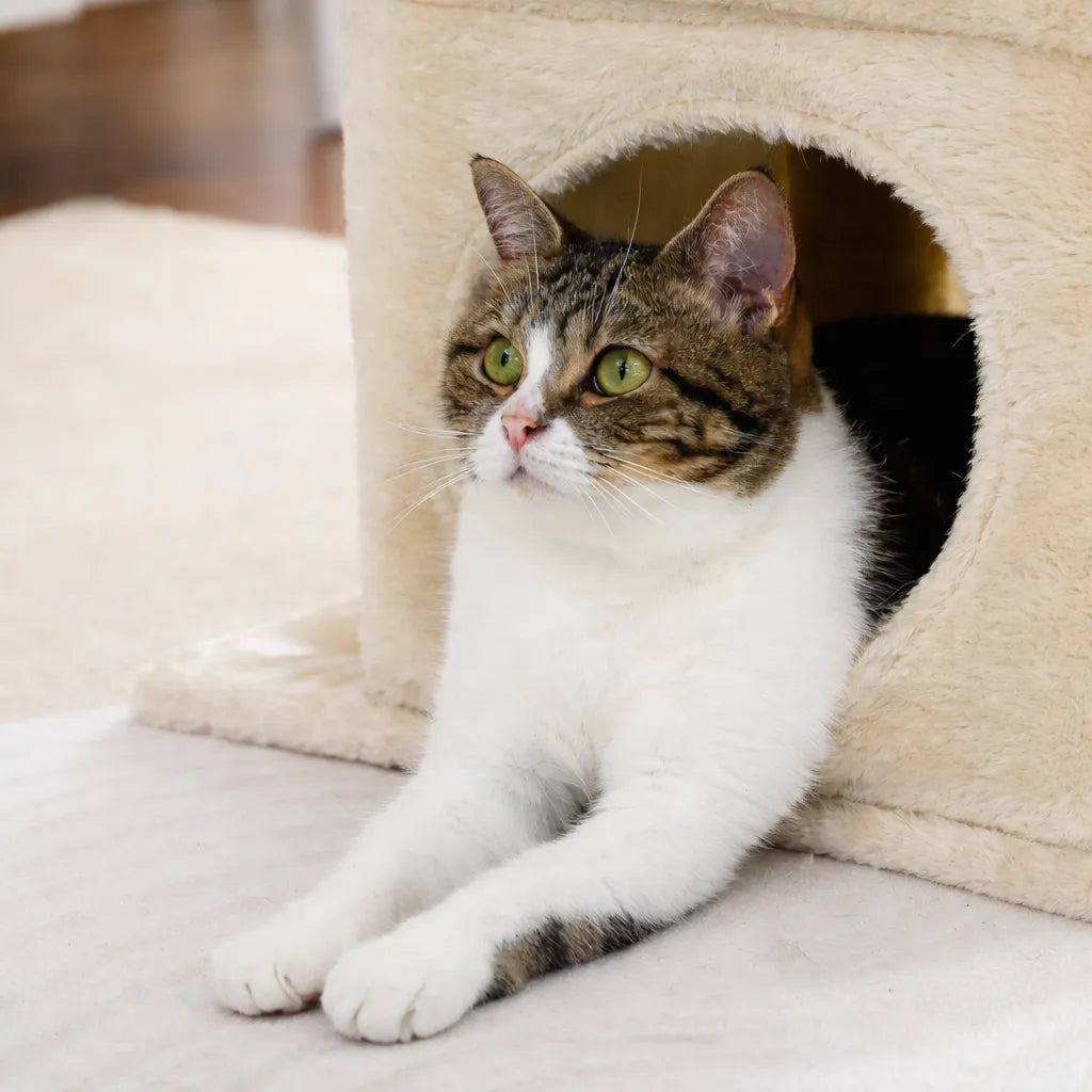 Petit arbre à chat compact | Condo et griffoir