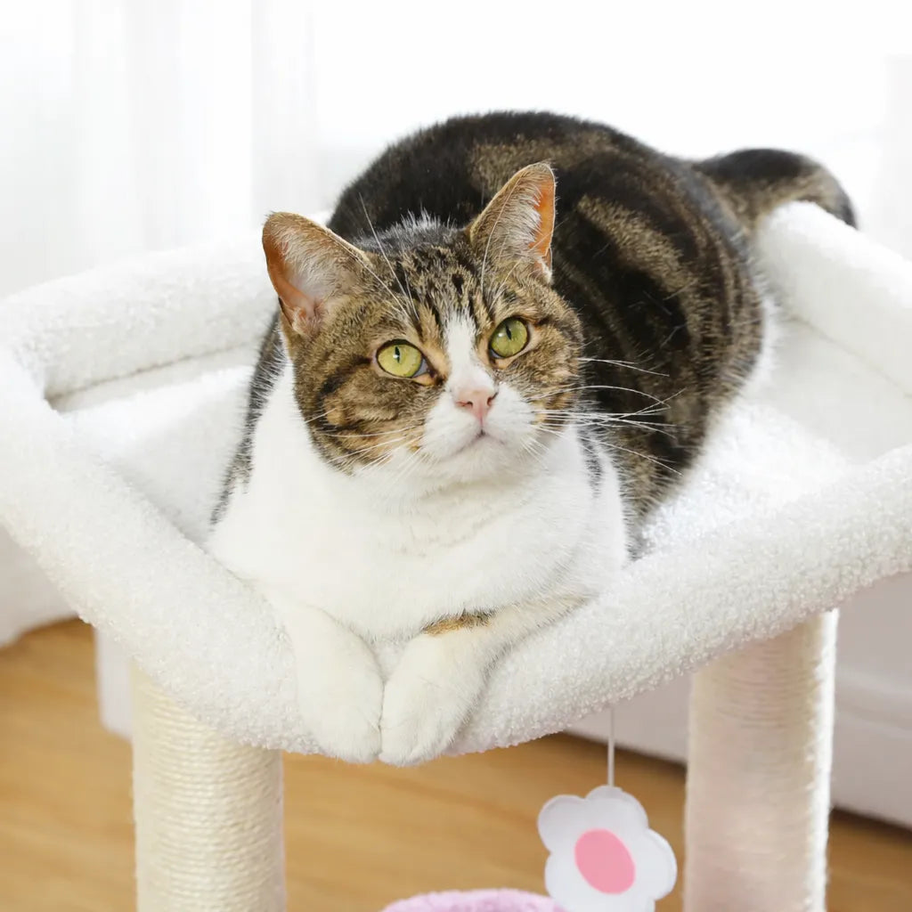 Petit arbre à chat compact | Condo et griffoir