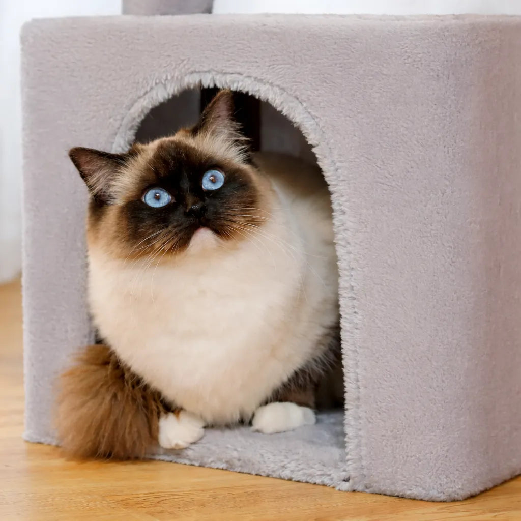 Petit arbre a chat design - Tour d'activité modulable et élégante